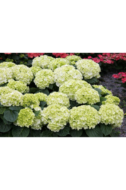 Hydrangea Wudu